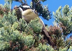 Melithreptus gularis gularis
