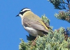 Melithreptus gularis gularis