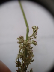Juncus usitatus