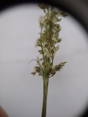 Juncus usitatus