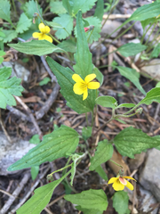 Viola pinetorum