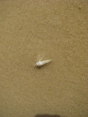 Terebridae