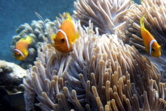 Amphiprion nigripes