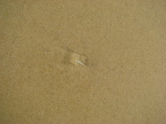 Terebridae