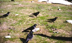 Corvus macrorhynchos intermedius