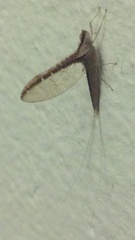 Callibaetis floridanus