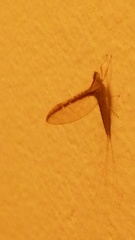 Callibaetis floridanus