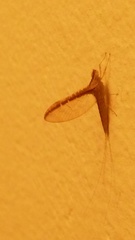Callibaetis floridanus