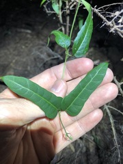 Parsonsia leichhardtii