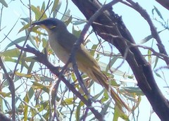 Lichenostomus cratitius