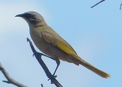 Lichenostomus cratitius