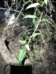 Parsonsia leichhardtii