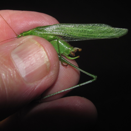 Fork-tailed Bush Katydid, Salton Dr., Austin, Travis Co., TX, photo 10 of 10