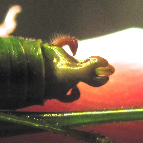Fork-tailed Bush Katydid, photo 3 of 10