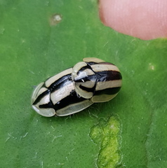 Physonota disjuncta