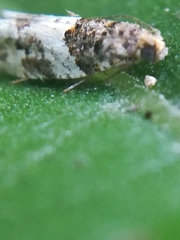 Notocelia rosaecolana