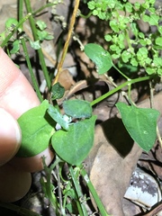Chenopodium trigonon stellulatum