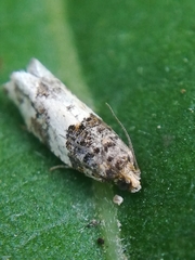 Notocelia rosaecolana