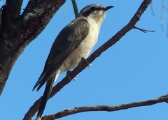 Chrysococcyx osculans