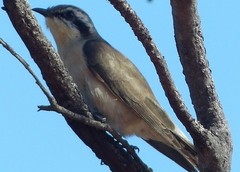 Chrysococcyx osculans