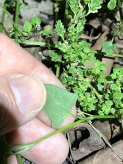 Chenopodium trigonon stellulatum