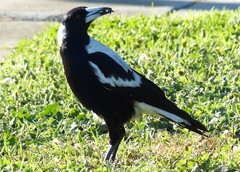 Gymnorhina tibicen
