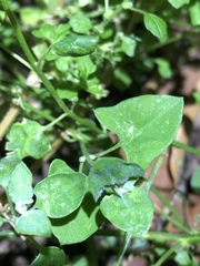 Chenopodium trigonon stellulatum
