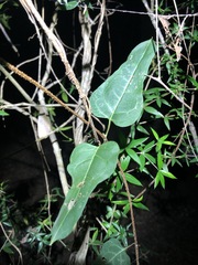 Parsonsia leichhardtii