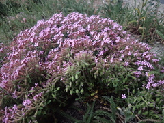 Saponaria ocymoides