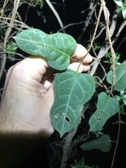 Parsonsia leichhardtii