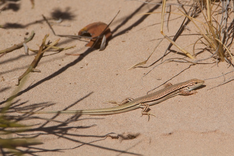 Wedgesnout Ctenotus