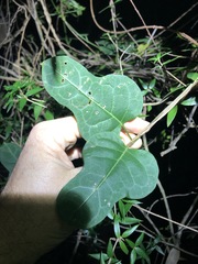 Parsonsia leichhardtii