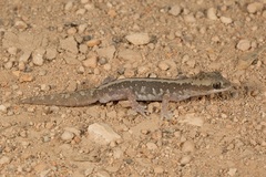 Diplodactylus calcicolus