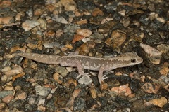 Diplodactylus calcicolus