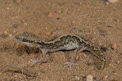 Diplodactylus calcicolus