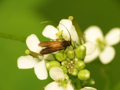 Cauchas rufimitrella