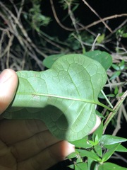 Parsonsia leichhardtii