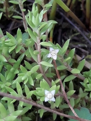 Crassula helmsii