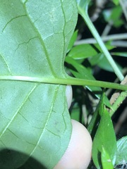 Parsonsia leichhardtii