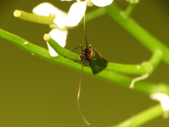 Cauchas rufimitrella