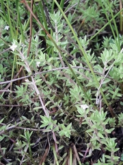 Crassula helmsii