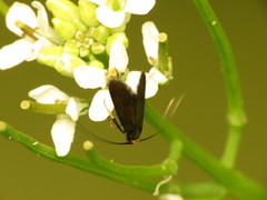 Cauchas rufimitrella