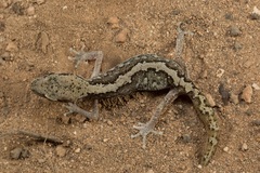 Diplodactylus calcicolus