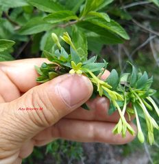 Bouvardia multiflora