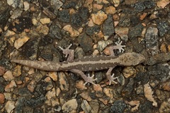 Diplodactylus calcicolus