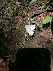 Calochortus minimus