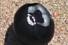 Merremia discoidesperma