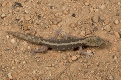 Diplodactylus calcicolus