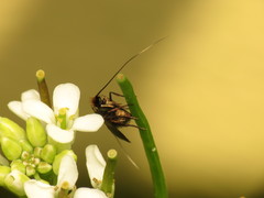 Cauchas rufimitrella