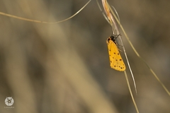 Setina roscida